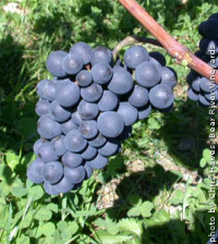 gamay-noir-grapes