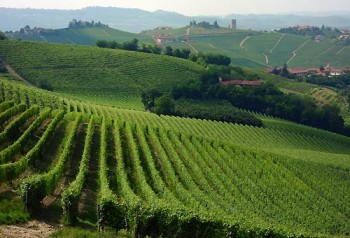 colline barbaresco