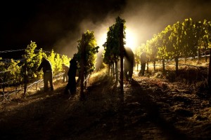 vendemmia notturna dei vini siciliani