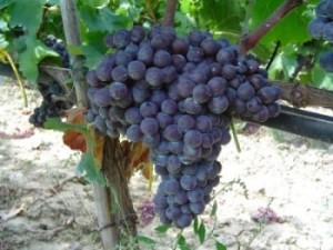 vitigno gaglioppo